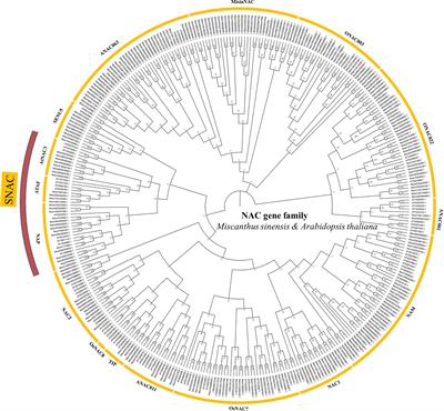 Genome-Wide Investigation of the NAC Transcription Factor Family in Miscanthus sinensis and Expression Analysis Under Various Abiotic Stresses